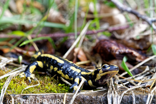 salamandre-droit_« Scrute la nature_Carnot TSN.png