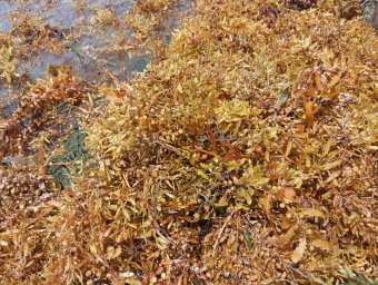 COMPPIT_Carnot TSN.jpg