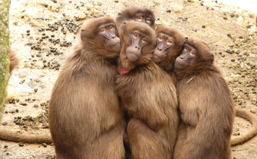 Cognition animale au carrefour de l’éthologie et de la psychologie_Carnot cognition.png